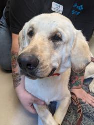 Shelter Stray Male Dog last seen Near Amistad Court, El Cajon, CA, 92019, El Cajon, CA 92020, USA