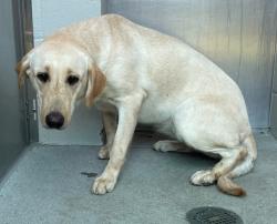 Shelter Stray Female Dog last seen Near Amistad Court, El Cajon, CA, 92019, El Cajon, CA 92020, USA