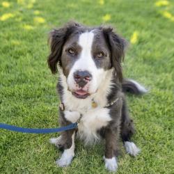 Shelter Stray Male Dog last seen Near Loch Lane, SAN LEANDRO, CA, 94577, 8323 Baldwin St, Oakland, CA 94621, USA