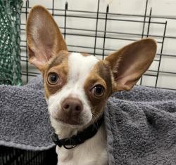 Shelter Stray Male Dog last seen Near Murray Drive, La Mesa, CA, 91942, El Cajon, CA 92020, USA