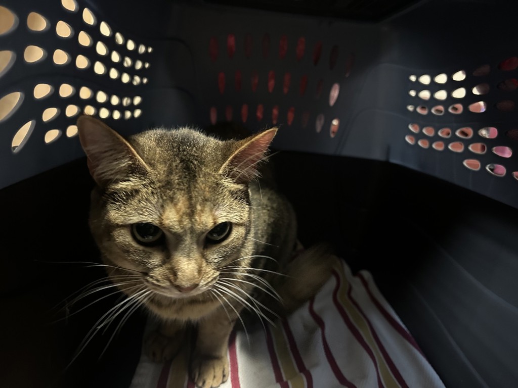 Shelter Stray Female Cat last seen Catalina Circle, Oceanside, CA, 92056, Oceanside, CA 92058, USA