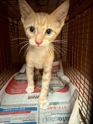 Shelter Stray Male Cat last seen Near Northgate Boulevard, AUSTIN, TX, 78758, 7201 Levander Loop bldg a, Austin, TX 78702, USA