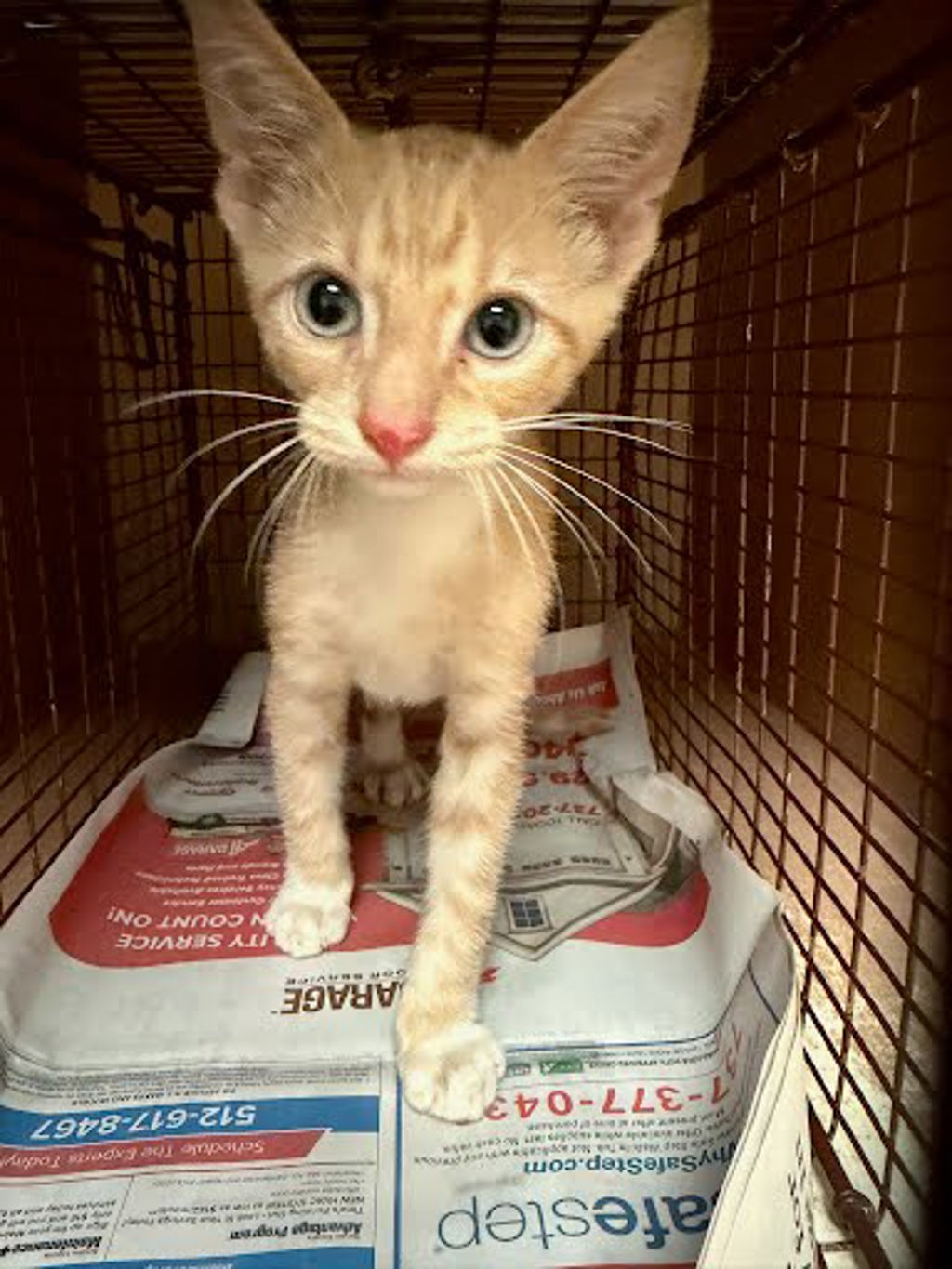 Shelter Stray Male Cat last seen Near Northgate Boulevard, AUSTIN, TX, 78758, 7201 Levander Loop bldg a, Austin, TX 78702, USA