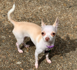 Reunited Female Dog last seen Near Cheston Ave, Memphis, TN 38118, USA, Memphis, TN 38118