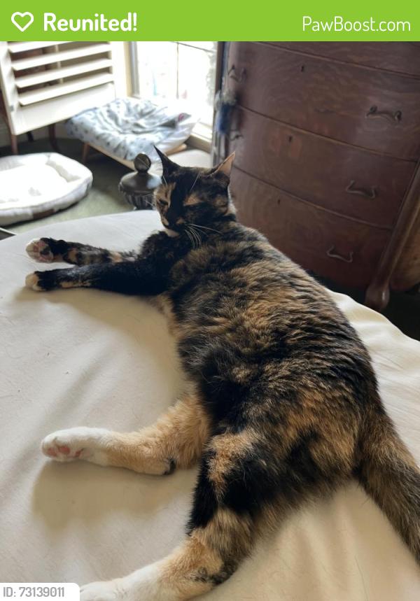 Reunited Female Cat last seen Coronado and Stonebridge, McKinney, TX 75072
