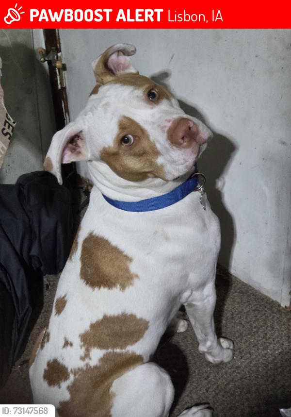 Lost Male Dog last seen Cedar rapids Iowa or Iowa city area, Lisbon, IA 52253