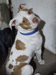 Lost Male Dog last seen Cedar rapids Iowa or Iowa city area, Lisbon, IA 52253