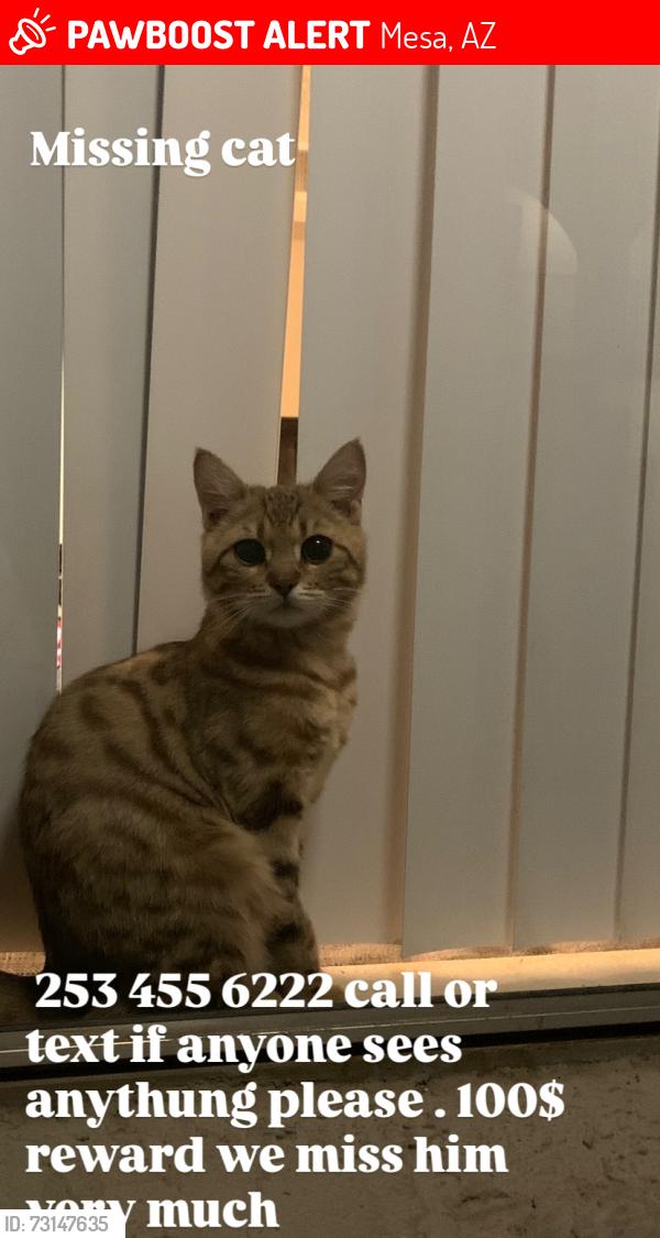 Lost Male Cat last seen Country club and rio solado, Mesa, AZ 85201