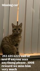 Lost Male Cat last seen Country club and rio solado, Mesa, AZ 85201
