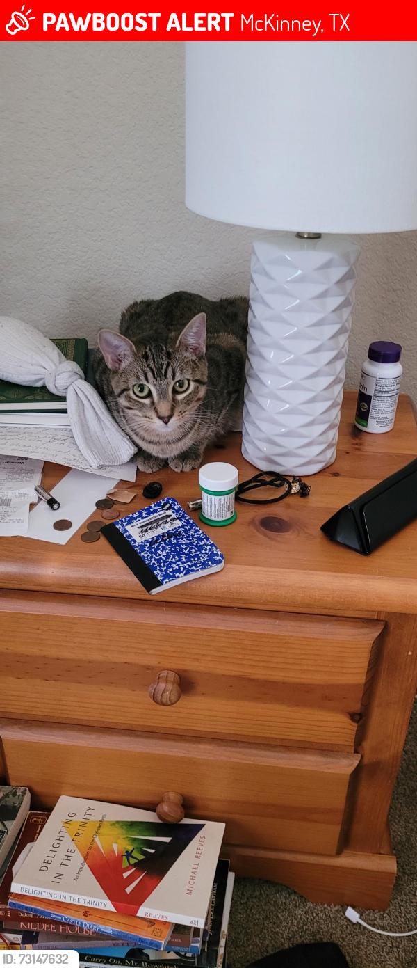 Lost Male Cat last seen Almond Ln and Cedar Elm, McKinney, TX 75070