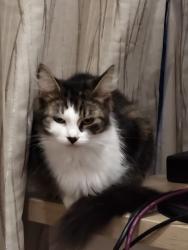 Reunited Female Cat last seen Last seen at home, Essex, England 