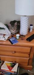 Lost Male Cat last seen Almond Ln and Cedar Elm, McKinney, TX 75070