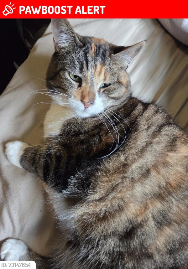 Lost Female Cat last seen Lynden Rd, Otis Orchards-East Farms, WA 99027