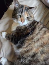 Lost Female Cat last seen Lynden Rd, Otis Orchards-East Farms, WA 99027