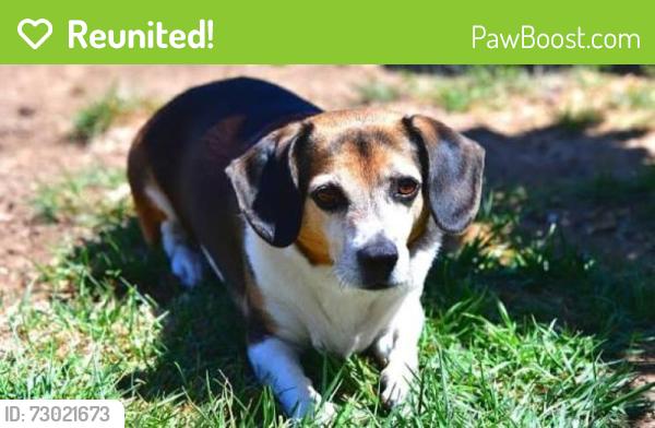 Reunited Male Dog last seen Ambassador courts apts, Oklahoma City, OK 73129