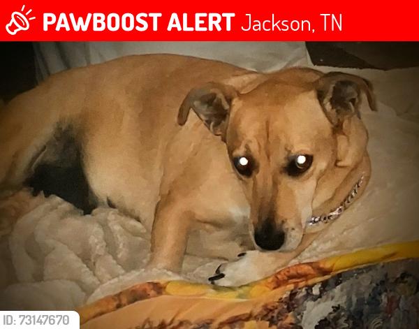 Lost Female Dog last seen Montclair ayres, Jackson, TN 38301