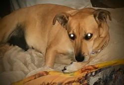 Lost Female Dog last seen Montclair ayres, Jackson, TN 38301