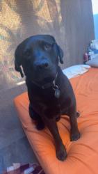 Lost Male Dog last seen 19th & S Phoenix, Tulsa, OK 74107
