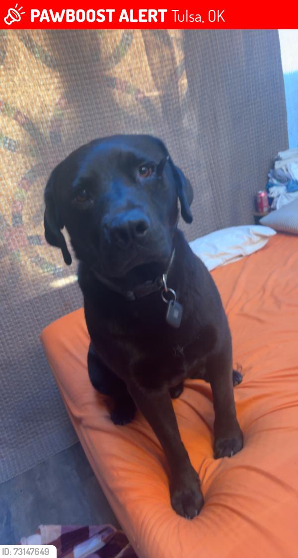 Lost Male Dog last seen 19th & S Phoenix, Tulsa, OK 74107