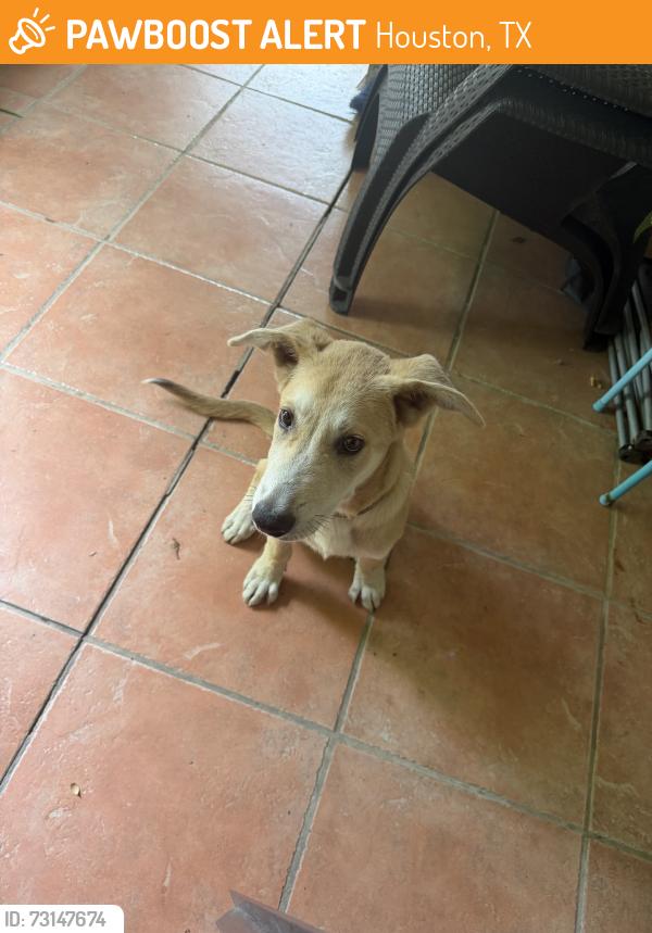 Found/Stray Unknown Dog last seen Candlewick st, Houston, TX 77015