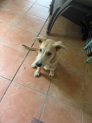 Found/Stray Unknown Dog last seen Candlewick st, Houston, TX 77015