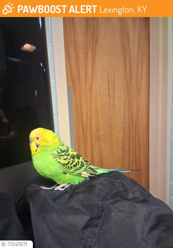 Found/Stray Male Bird last seen Transylvania, Lexington, KY 40503