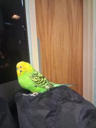 Found/Stray Male Bird last seen Transylvania, Lexington, KY 40503