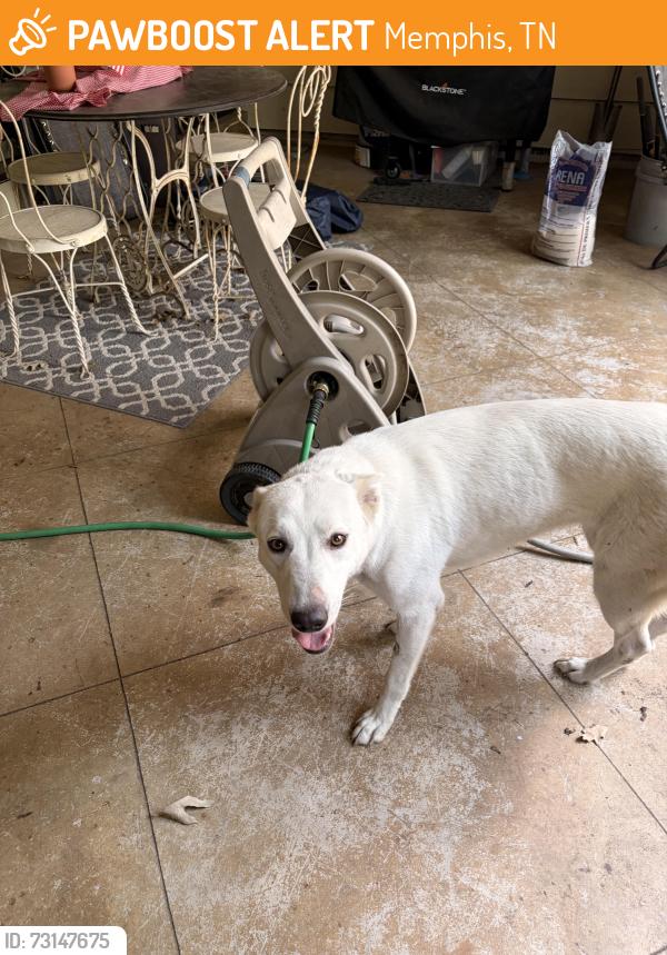 Found/Stray Female Dog last seen Park & Lynnfield, Memphis, TN 38119