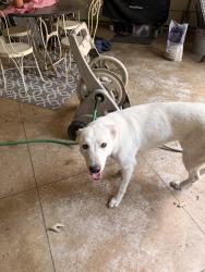 Found/Stray Female Dog last seen Park & Lynnfield, Memphis, TN 38119