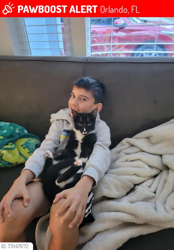 Lost Male Cat last seen Delaney and Kaley, Wadeview Park, Orlando, FL 32806