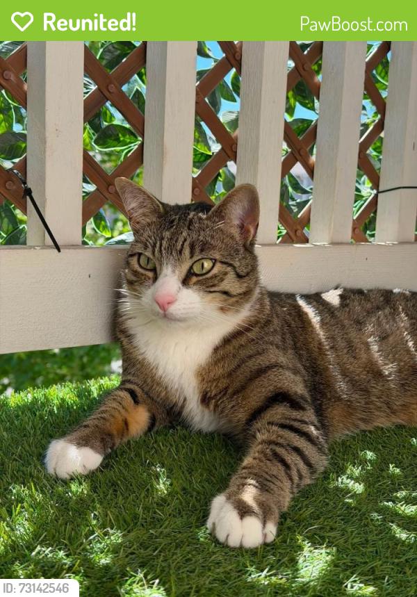 Reunited Male Cat last seen Northeast 155th place and Northeast 70th street, Vancouver, WA 98682