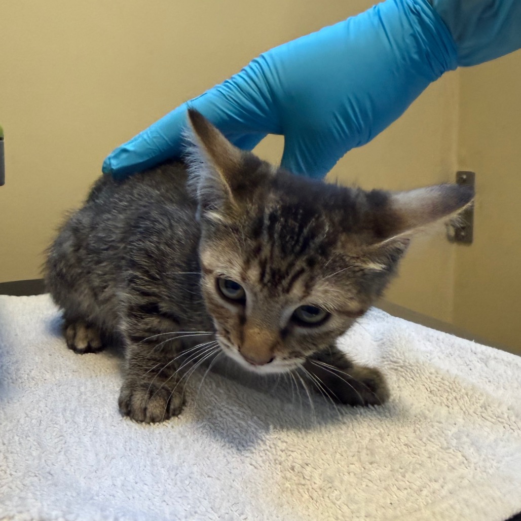Shelter Stray Female Cat last seen , 361 S Raymond Ave, Pasadena, CA 91105, USA