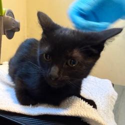 Shelter Stray Female Cat last seen , 361 S Raymond Ave, Pasadena, CA 91105, USA