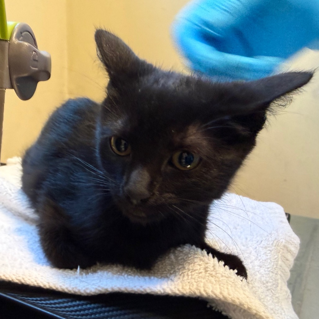 Shelter Stray Female Cat last seen , 361 S Raymond Ave, Pasadena, CA 91105, USA