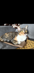 Reunited Male Cat last seen Versailles alameda, Alameda, CA 94501