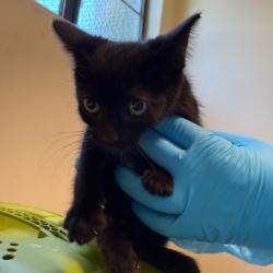 Shelter Stray Female Cat last seen , 361 S Raymond Ave, Pasadena, CA 91105, USA
