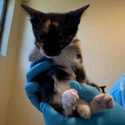 Shelter Stray Female Cat last seen , 361 S Raymond Ave, Pasadena, CA 91105, USA
