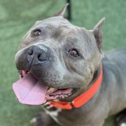 Shelter Stray Male Dog last seen , 980 Guilford College Rd, Greensboro, NC 27409, USA