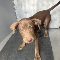 Shelter Stray Female Dog last seen , 980 Guilford College Rd, Greensboro, NC 27409, USA