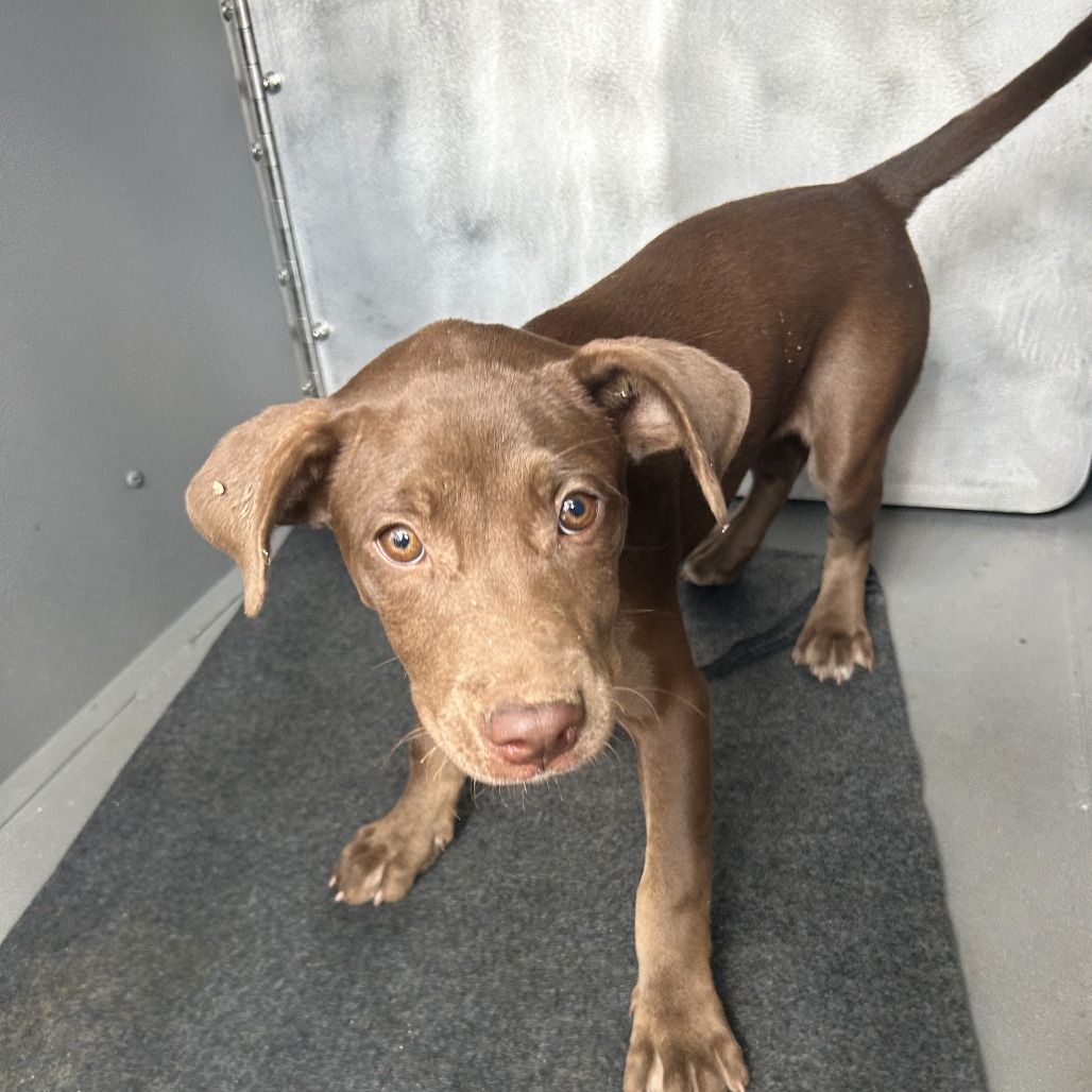 Shelter Stray Female Dog last seen , 980 Guilford College Rd, Greensboro, NC 27409, USA