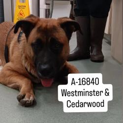 Shelter Stray Female Dog last seen , 6621 Westminster Ave, Garden Grove, CA 92844, USA