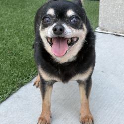 Shelter Stray Male Dog last seen , 21800 Central Ave, Matteson, IL 60443, USA