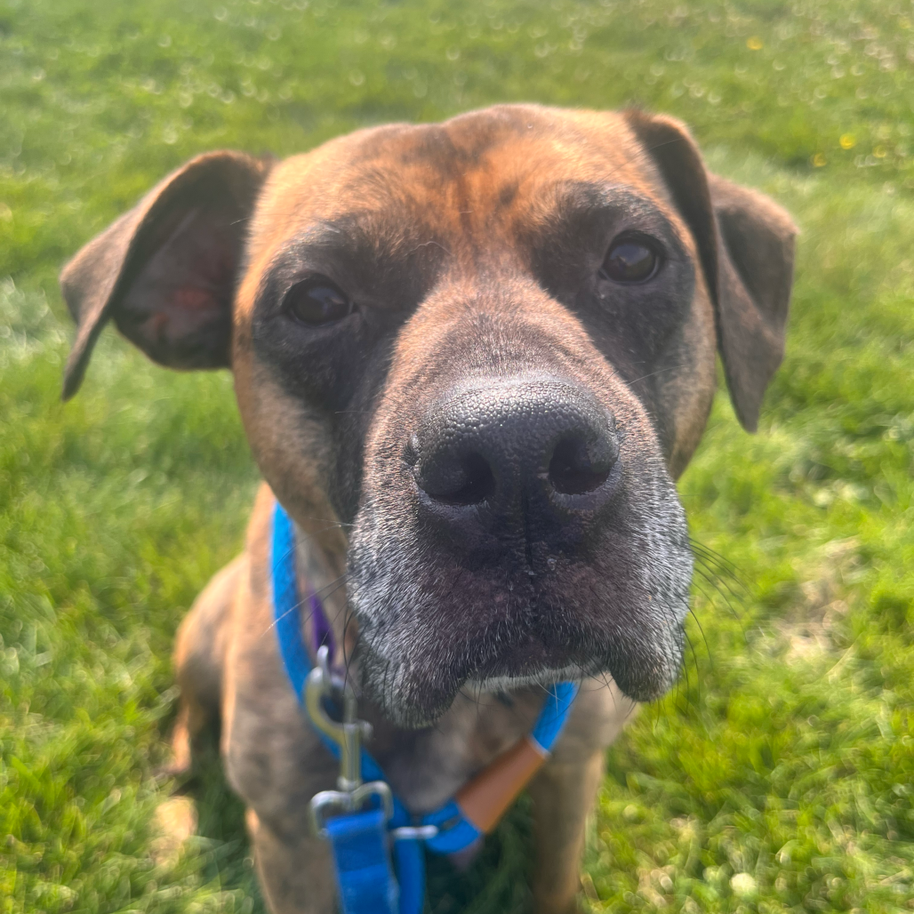 Shelter Stray Female Dog last seen , 21800 Central Ave, Matteson, IL 60443, USA