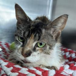 Shelter Stray Female Cat last seen , 21800 Central Ave, Matteson, IL 60443, USA
