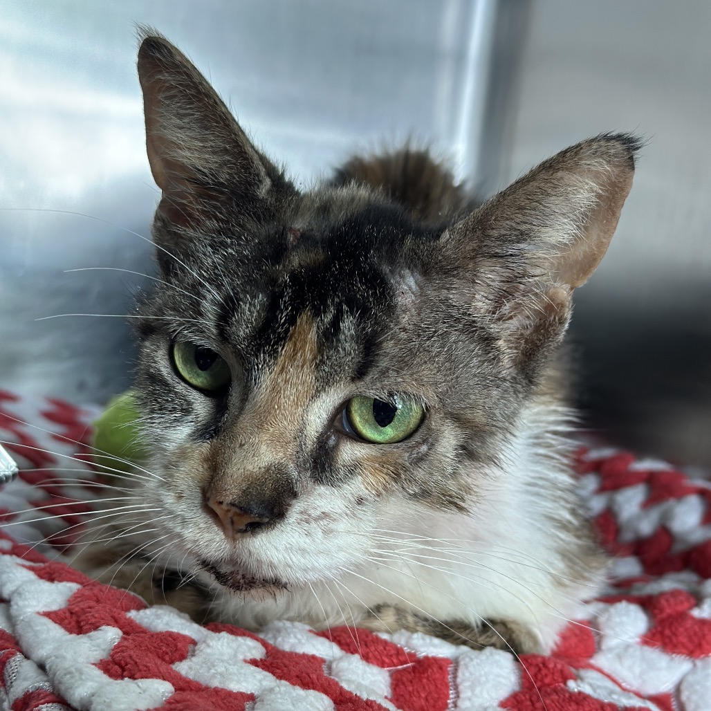 Shelter Stray Female Cat last seen , 21800 Central Ave, Matteson, IL 60443, USA