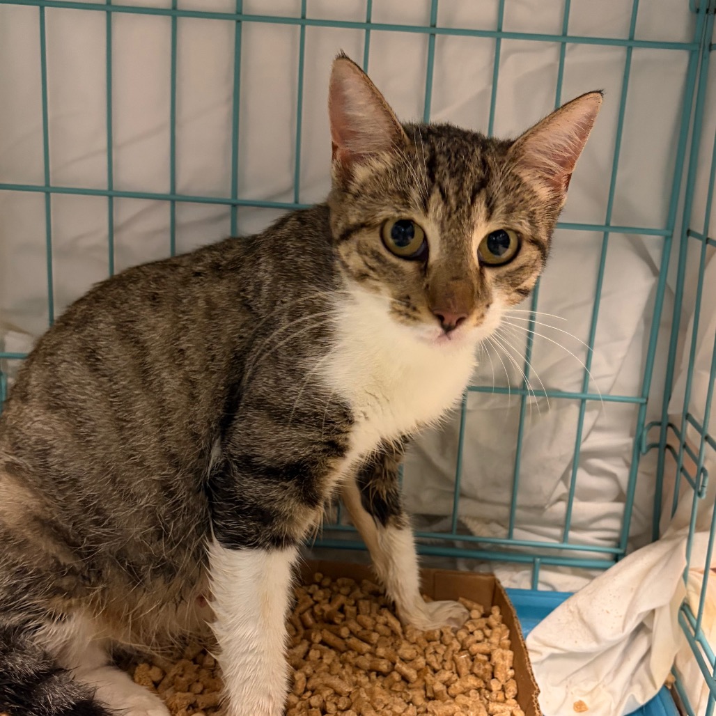 Shelter Stray Female Cat last seen , 141 Canna Ln, Lake Jackson, TX 77566, USA