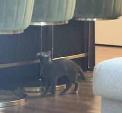 Reunited Male Cat last seen 23rd St.,24th St.,Lowry and University. The Lowry bridge, Minneapolis, MN 55418