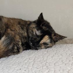 Shelter Stray Female Cat last seen , Animal Care & Control Team of Philly, 111 W Hunting Park Ave, Philadelphia, PA 19140, USA