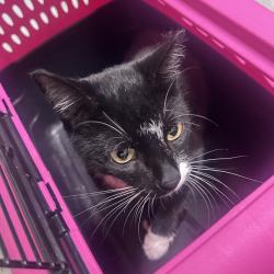 Shelter Stray Female Cat last seen , Animal Care & Control Team of Philly, 111 W Hunting Park Ave, Philadelphia, PA 19140, USA
