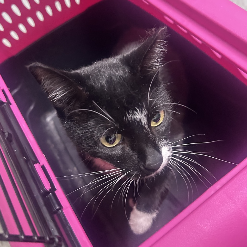 Shelter Stray Female Cat last seen , Animal Care & Control Team of Philly, 111 W Hunting Park Ave, Philadelphia, PA 19140, USA